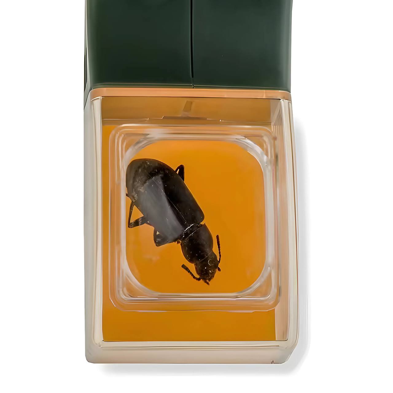Quick-Release Bug Catching Tool and Magnifier