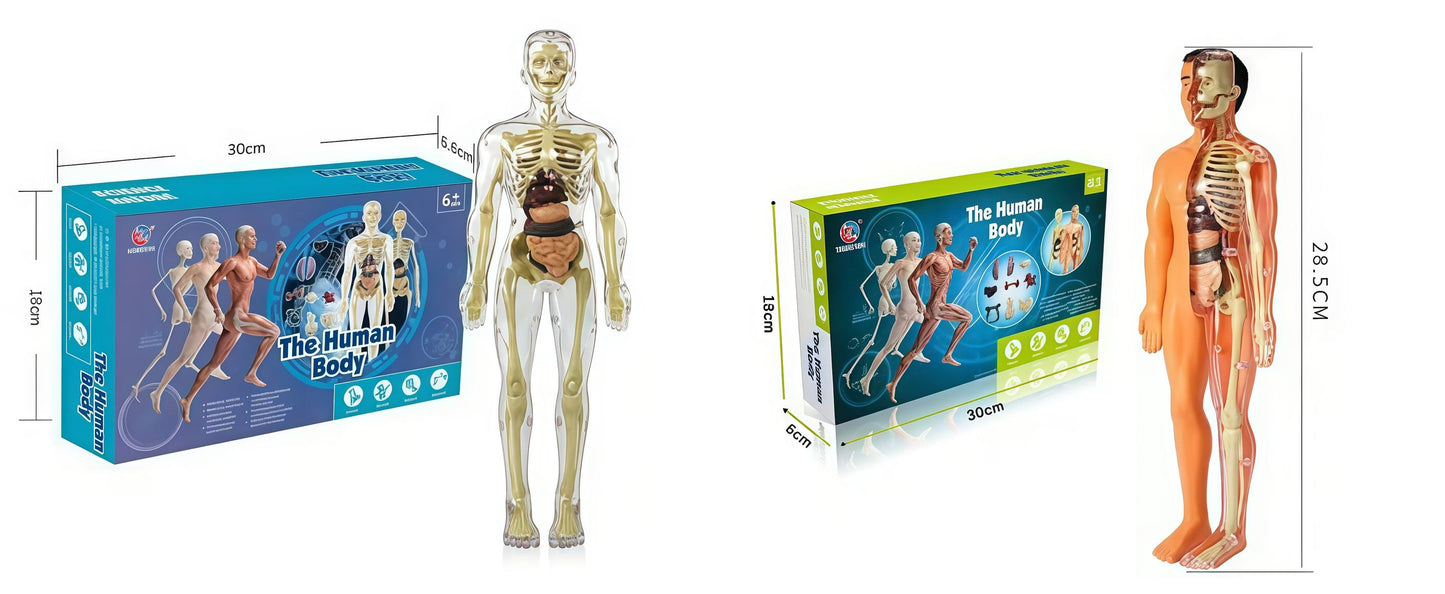 Human Body Assembly Toy