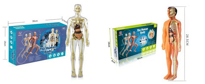Human Body Assembly Toy