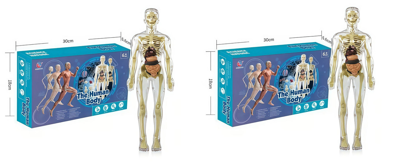 Human Body Assembly Toy