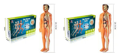 Human Body Assembly Toy