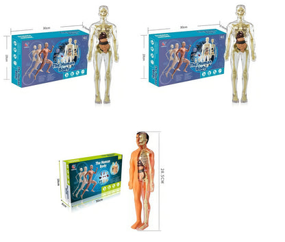 Human Body Assembly Toy