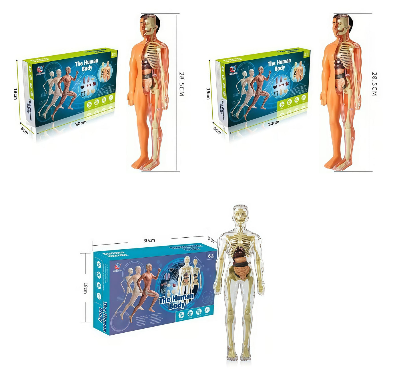 Human Body Assembly Toy