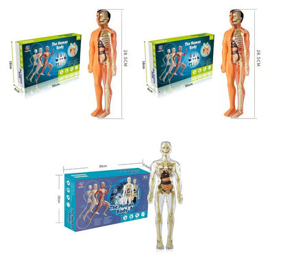 Human Body Assembly Toy