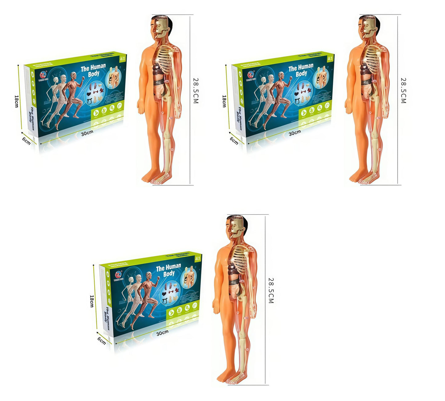 Human Body Assembly Toy