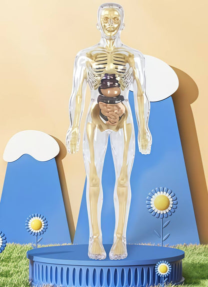 Human Body Assembly Toy