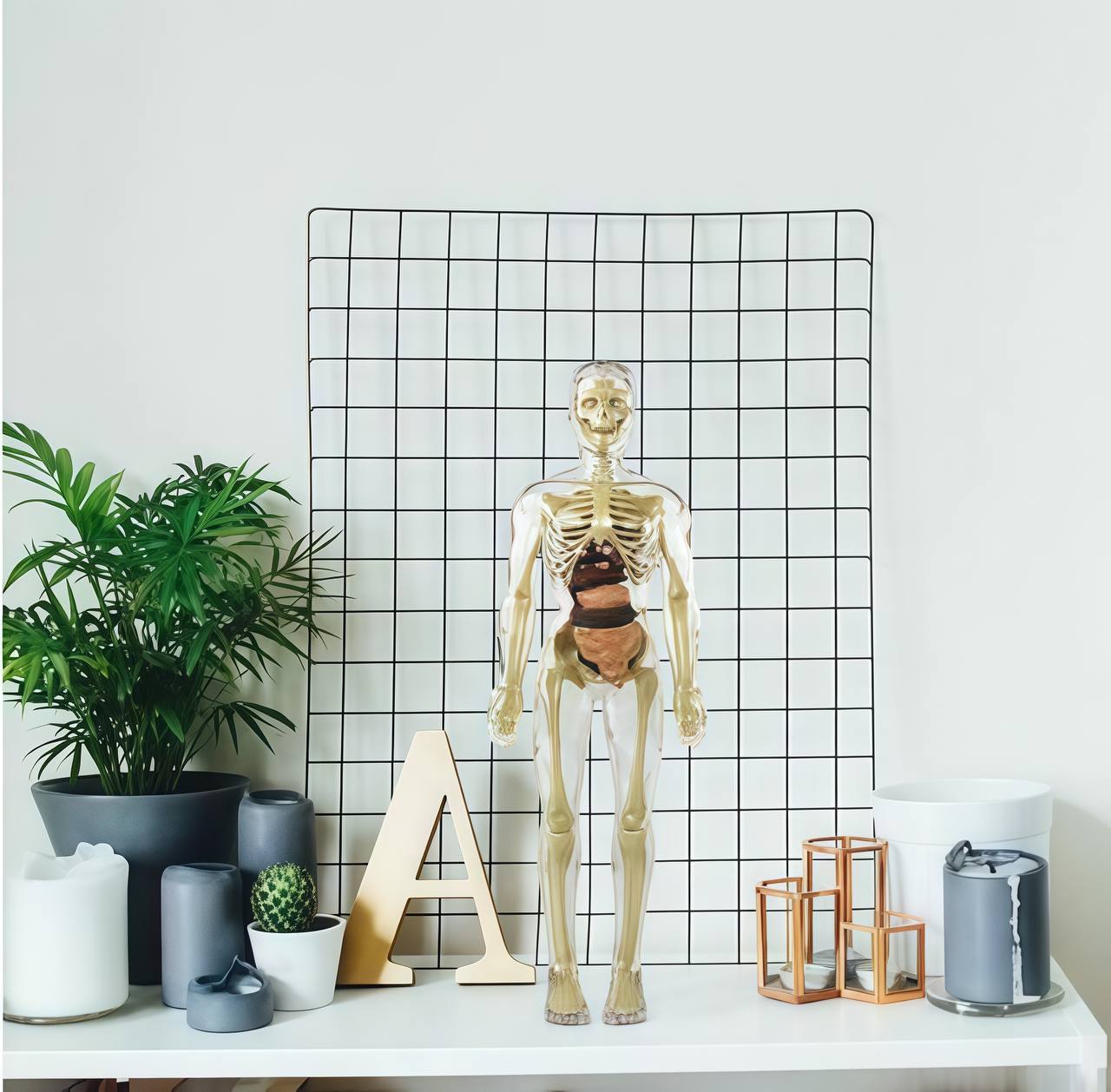 Human Body Assembly Toy