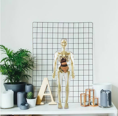 Human Body Assembly Toy