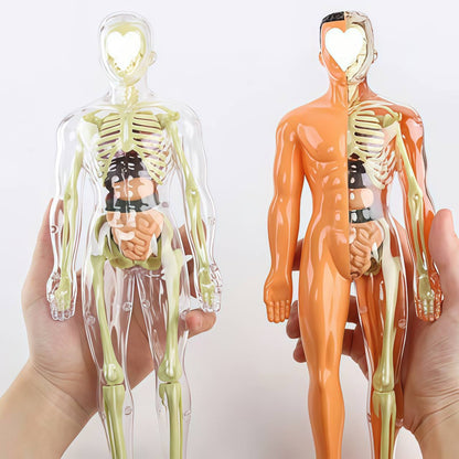 Human Body Assembly Toy