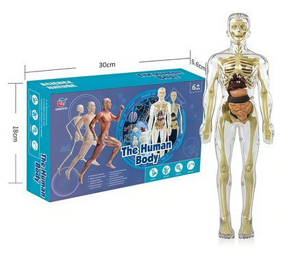 Human Body Assembly Toy