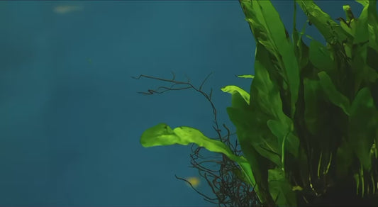 Remote control shark robot toy swimming in water with realistic motion